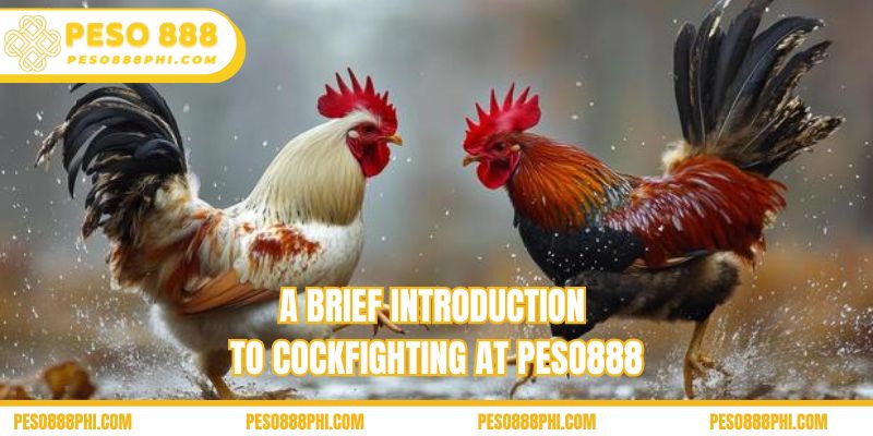 A brief introduction to Cockfighting at Peso888