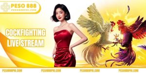 Cockfighting live stream
