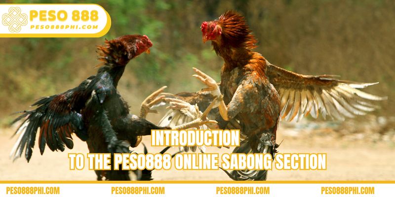 Introduction to the Peso888 online sabong section