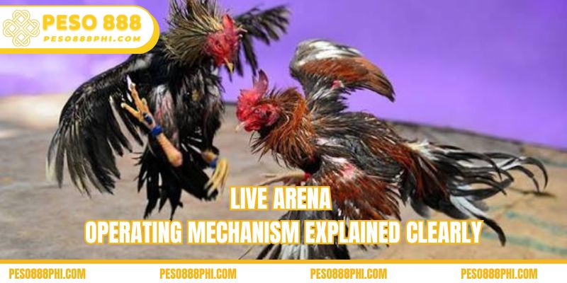 Live arena operating mechanism explained clearly