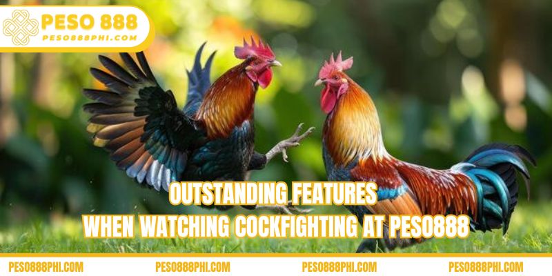 Outstanding features when watching Cockfighting at Peso888