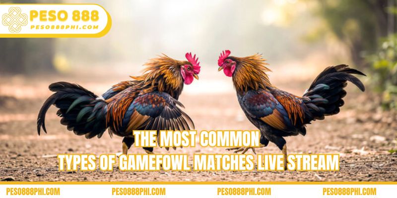 The most common types of gamefowl matches live stream