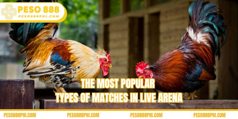 The most popular types of matches in live arena